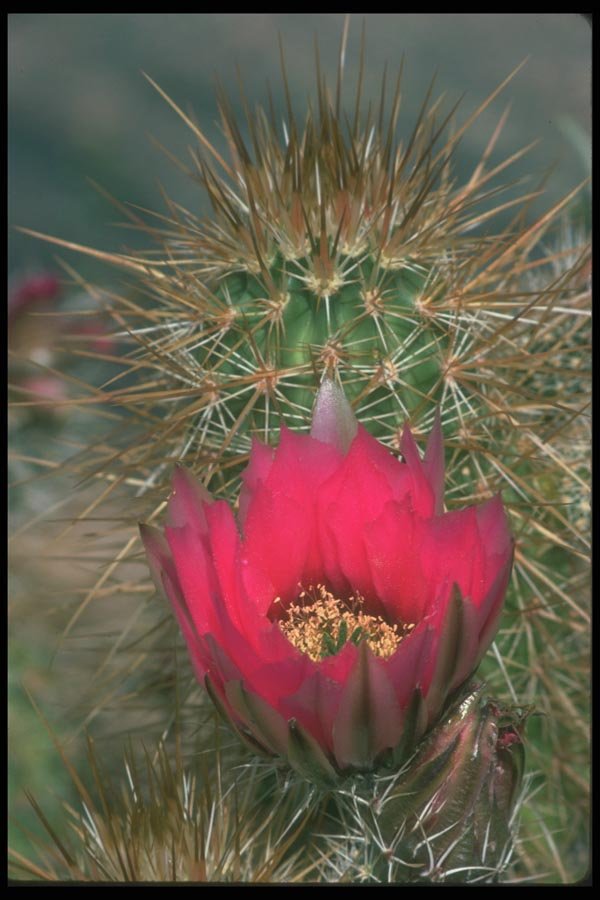 019029 Blooming Hedgehog A4 Photo Print