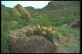 019030 Strawberry Hedgehog Cactus In Bloom A4 Photo Print