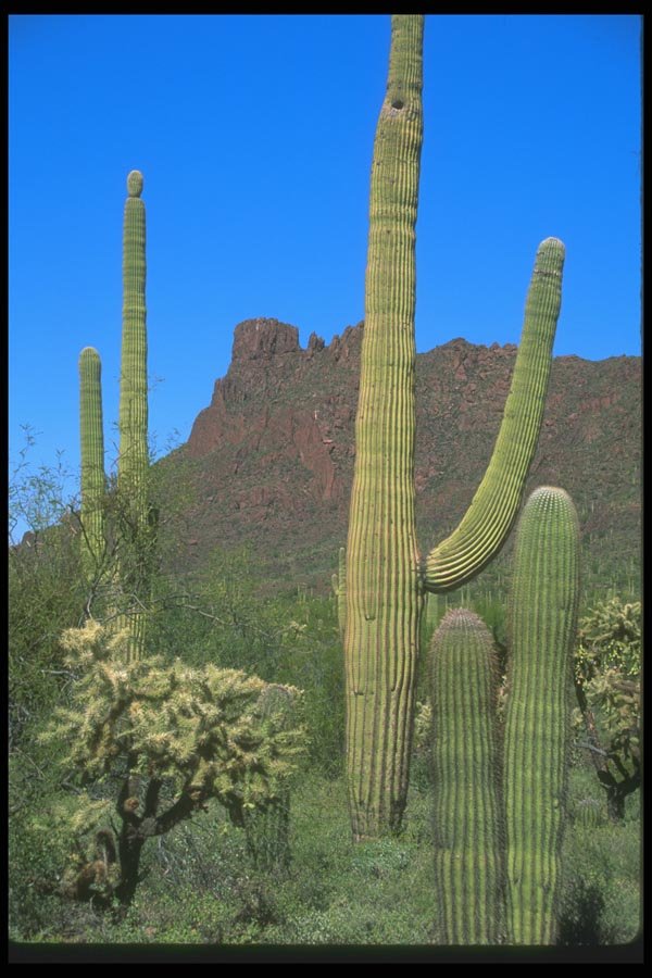 019031 Desert Peak Behind Cacti A4 Photo Print