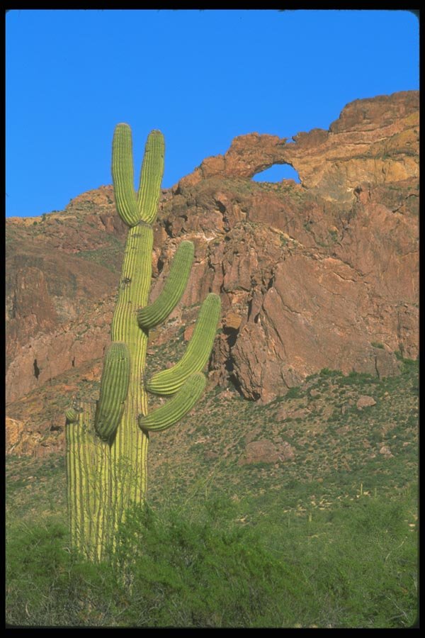 019032 Saguaro Cactus And Natural Arch A4 Photo Print