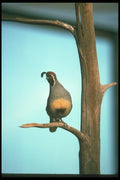 019033 Gambel's Quail In Dead Tree A4 Photo Print