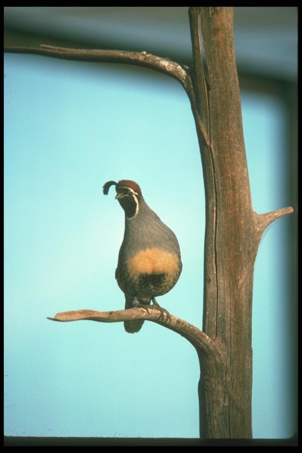019033 Gambel's Quail In Dead Tree A4 Photo Print
