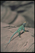 019034 Collared Lizard A4 Photo Print