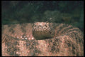 019035 Mohave Rattlesnake A4 Photo Print