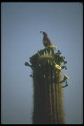 019036 Gambel's Quail Looking Out From Saguaro Cactus A4 Photo Print
