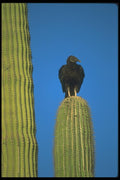 019037 Black Vulture On Saguaro Cactus A4 Photo Print