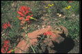 019038 Horned Lizard A4 Photo Print