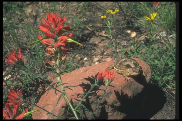 019038 Horned Lizard A4 Photo Print