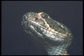 019039 Western Diamondback Rattlesnake A4 Photo Print