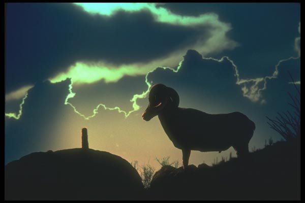 019040 Young Ram A4 Photo Print