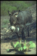 019041 Mule On Desert Trail A4 Photo Print