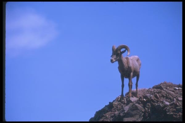 019042 Young Ram A4 Photo Print