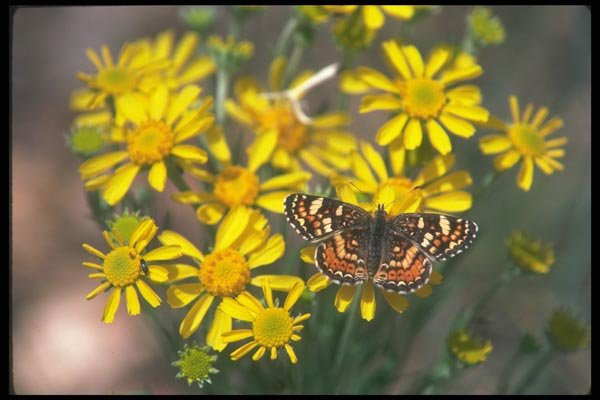019043 Butterfly On Desert Flora A4 Photo Print
