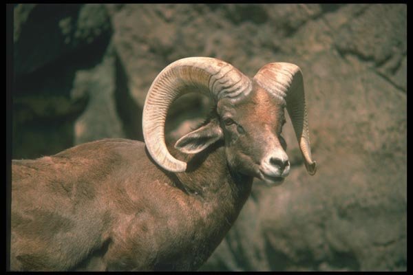 019044 Desert Bighorn Sheep A4 Photo Print