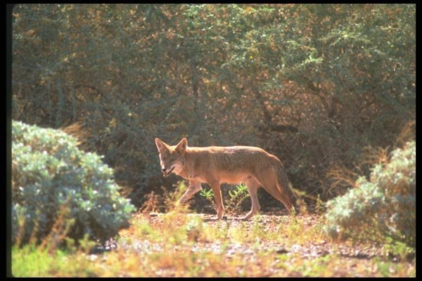 019045 Coyote Hunting In Sonoran Desert A4 Photo Print