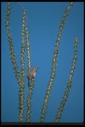 019046 Cactus Wren A4 Photo Print