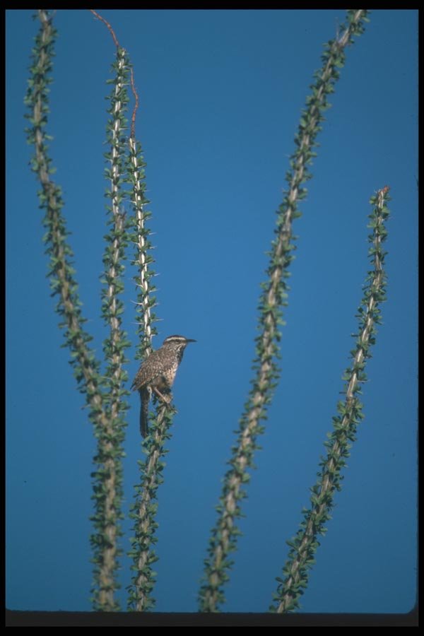 019046 Cactus Wren A4 Photo Print