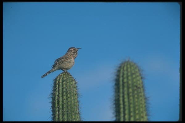 019047 Cactus Wren A4 Photo Print