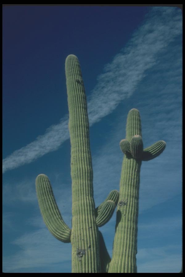 019048 Saguaro Cactus With Aircraft Contrails A4 Photo Print
