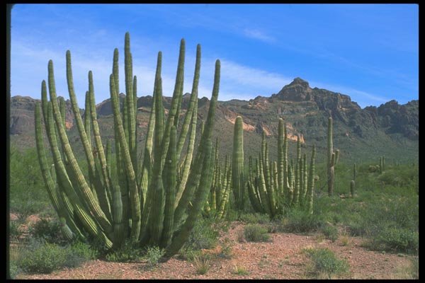 019050 Organ Pipe Cactus A4 Photo Print