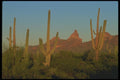 019051 Sunset At Organ Pipe Cactus A4 Photo Print