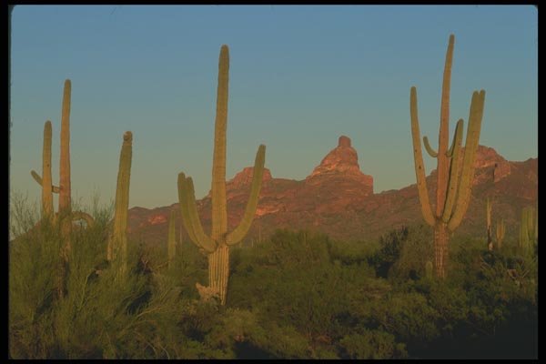 019051 Sunset At Organ Pipe Cactus A4 Photo Print
