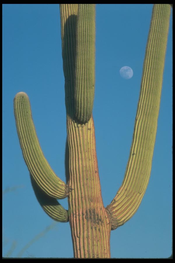 019052 Saguaro Cactus At Moonrise A4 Photo Print