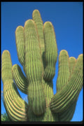 019053 Multi Branched Saguaro Cactus A4 Photo Print