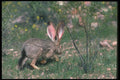 019055 Black Tailed Jackrabbit A4 Photo Print