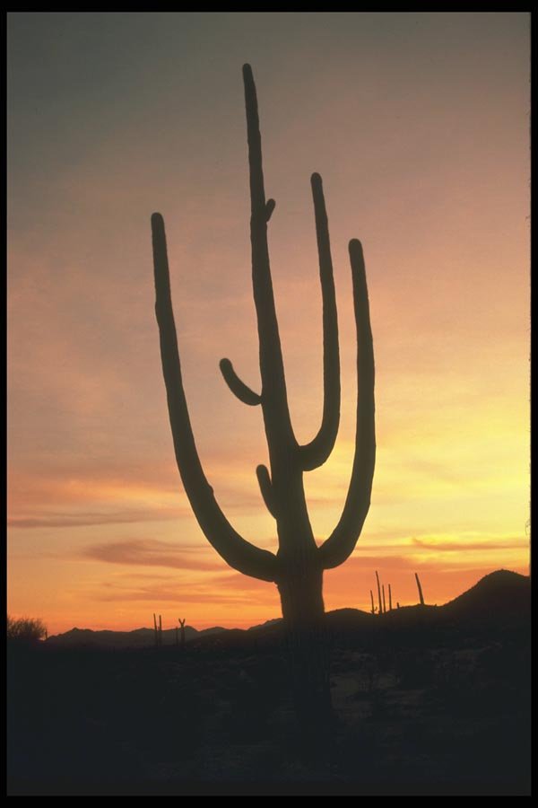 019056 Saguaro Cactus At Sunset A4 Photo Print