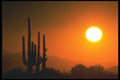 019057 Saguaro Cactus, Sonoran Desert Sunset A4 Photo Print