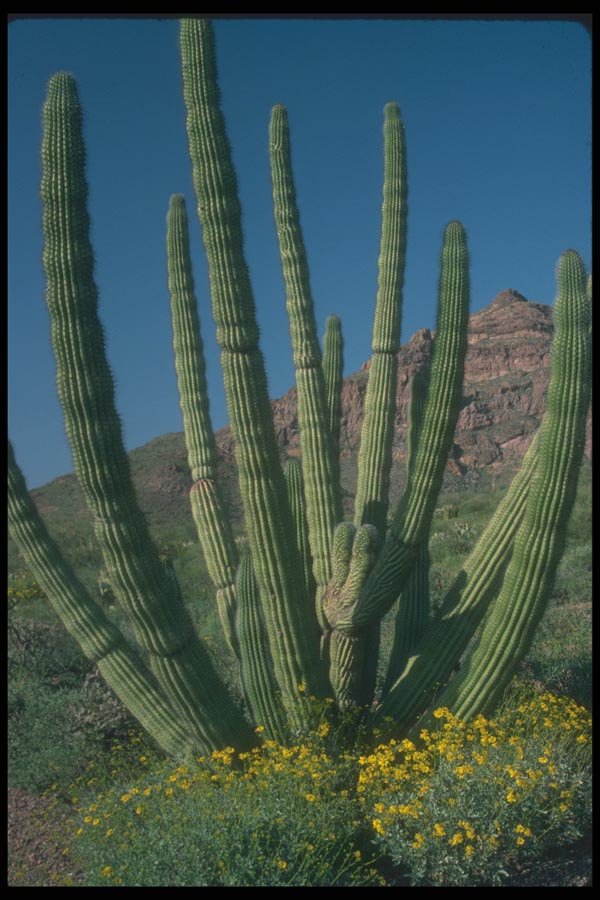 019058 Organ Pipe Cactus A4 Photo Print