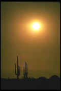 019059 Saguaro Cactus, Sonoran Desert Sunset, Near Phoenix A4 Photo Print