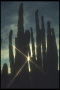 019060 Setting Sun Peeps Through Organ Pipe Cactus A4 Photo Print