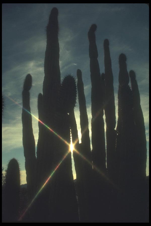 019060 Setting Sun Peeps Through Organ Pipe Cactus A4 Photo Print