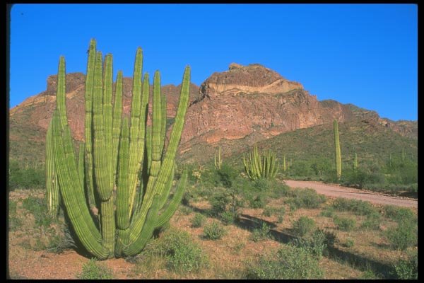 019062 Sonaran Desert Landscape A4 Photo Print
