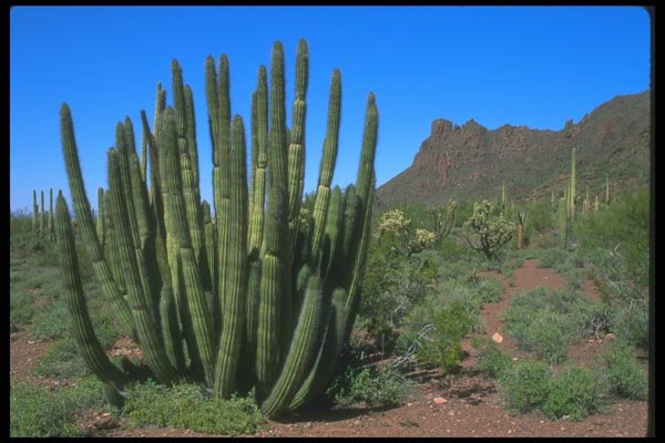 019063 Organ Pipe Cactus A4 Photo Print