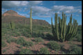 019064 Organ Pipe Cactus A4 Photo Print