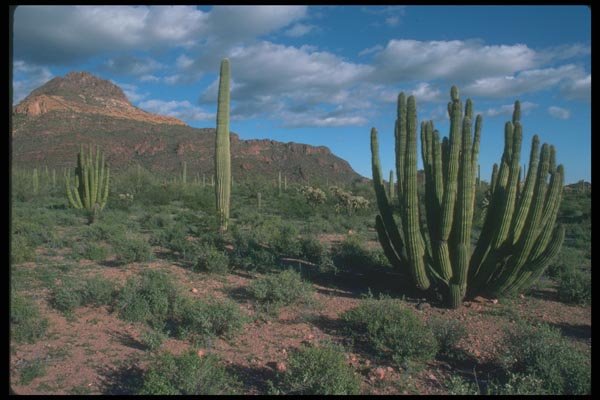 019064 Organ Pipe Cactus A4 Photo Print