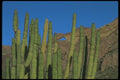 019066 Organ Pipe Cactus Natural Arch A4 Photo Print