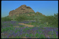 019067 Spring In Papago Park A4 Photo Print