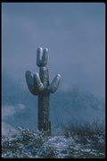 019068 Snow In Sonoran Desert A4 Photo Print