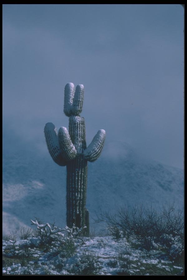 019068 Snow In Sonoran Desert A4 Photo Print