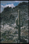 019069 Snow In Sonoran Desert A4 Photo Print
