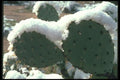 019071 Snow On Prickly Pear Cactus In A Rare Storm A4 Photo Print