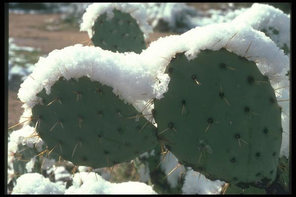 019071 Snow On Prickly Pear Cactus In A Rare Storm A4 Photo Print