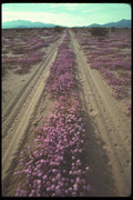 019073 Desert Roadway A4 Photo Print