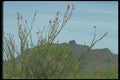 019075 Orange Blossoms At Base Of Hill A4 Photo Print