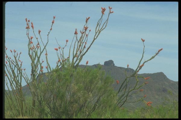019075 Orange Blossoms At Base Of Hill A4 Photo Print