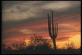 019086 Sunset Behind Giant Saguaro Cactus A4 Photo Print